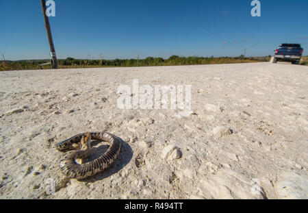 Porco orientale dal naso-Snake (Heterodon platirhinos) da Ellis County, Kansas, Stati Uniti d'America. Foto Stock