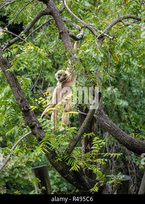 La pelliccia bianca soldi sospesi dal ramo di albero e guardando verso sinistra Foto Stock