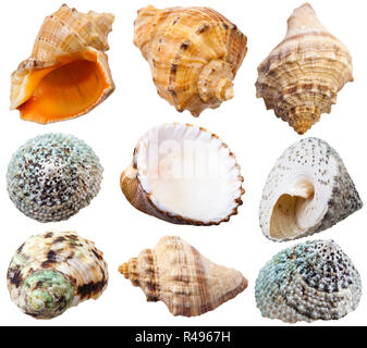 Set di gusci a spirale di mare mollusco lumache Foto Stock