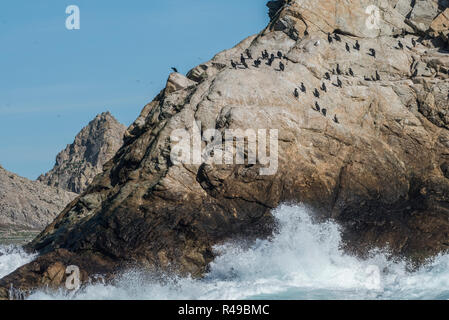 Brandt il cormorano (Phalacrocorax penicillatus) che rendono la loro casa sul ruvido paesaggio delle isole Farallon Nature Preserve nel Pacifico. Foto Stock