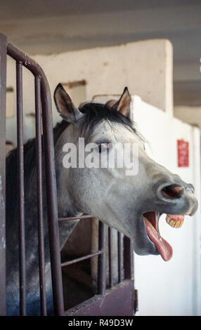 Il grigio e il cavallo bianco con il nero hairy principali spuntavano lingua mentre in piedi in stabile circondato da barre metalliche Foto Stock