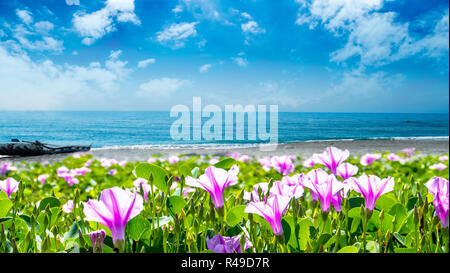 Splendido fiore pnk accanto alla spiaggia con bel colore di sfondo Foto Stock