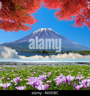 Splendido fiore pnk accanto alla spiaggia con bel colore di sfondo Foto Stock