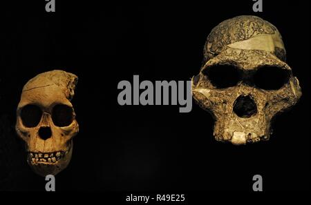 Riproduzione di due Australopithecus africanus teschi. Sulla sinistra, bambino Taung, cranio di un neonato singoli. 2.3 milioni di anni. Da Taung, Botswana; sulla destra, la sig.ra PLE. 2.5 milioni di anni. Trovato in Sterkfontein, Sud Africa. Pleistocene. Museo Archeologico Nazionale di Madrid. Spagna. Foto Stock