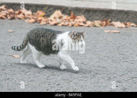 Londra, Regno Unito. 26 Nov, 2018. Larry il gatto e il Chief mouser al Cabinet Office a Downing Street London Credit: amer ghazzal/Alamy Live News Foto Stock