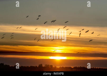 Burscough, Lancashire. Regno Unito Meteo. 26 Nov, 2018. Sunny per terminare la giornata come branchi di lapwings, startled da un falco di palude in zone umide, prendere per l'aria a come set di sun. Grandi branchi di inverno raccogliendo, quasi sempre gli stessi campi ogni anno, tutti in volo e rivolta verso la forte, refrigerazione brezza del nord. Credito: MediaWorldImages/Alamy Live News Foto Stock