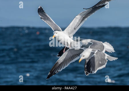 Un Gregge di gabbiani, specificamente il gabbiano occidentale (Larus occidentalis) alimentazione in uscita in mare aperto al largo della costa della California. Foto Stock