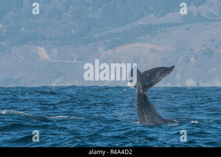 Un Humpback Whale impegnandosi in coda il comportamento di schiocco o lobtailing, una forma di comunicazione, al largo della costa della California. Foto Stock