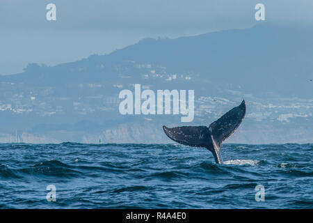 Un Humpback Whale superfici brevemente al largo di San Francisco e mostra la sua fluke o coda di balena prima immersione profonda giù di nuovo. Foto Stock