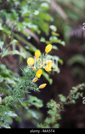 Ulex comunemente noto come ginestre, furze o whin è un genere di piante in fiore nella famiglia Fabaceae. Foto Stock