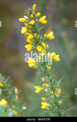 Ulex comunemente noto come ginestre, furze o whin è un genere di piante in fiore nella famiglia Fabaceae. Foto Stock