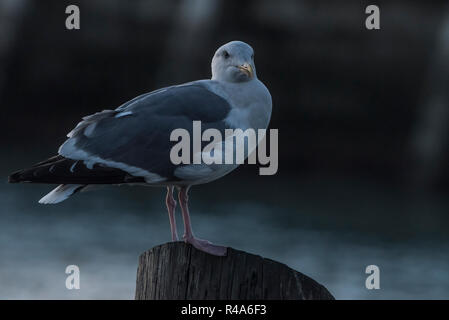 Uno degli uccelli più facile vedere sulla linea costiera della California, il gabbiano occidentale (Larus occidentalis). Questa è stata fotografata al Molo 39. Foto Stock