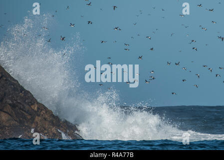 Murres comune volare oltre la ruvida acque dell'oceano all'Farallon isole al largo della costa della California. Foto Stock