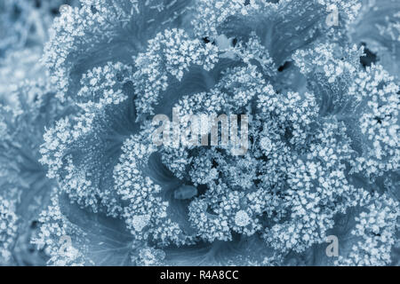 Congelati foglie di cavolo ornamentale in un inverno gelido giorno. Close-up Foto Stock
