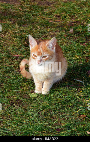 Orange tabby gattino seduto a terra coperti da manto erboso appassiti, frontale vista da vicino Foto Stock