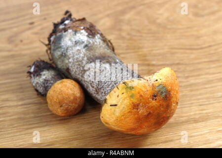 Funghi commestibili (leccinum aurantiacum) con orange hat Foto Stock