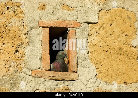 Piccione in un foro in un vecchio muro in Italia, Europa Foto Stock