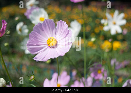 Girasole glorioso Foto Stock