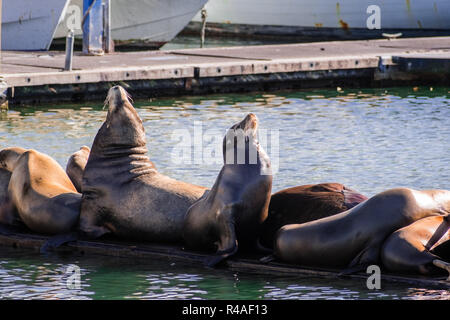 Un gruppo di leoni marini in appoggio su una piattaforma di legno in Moss Landing Harbour, baia di Monterey in California Foto Stock