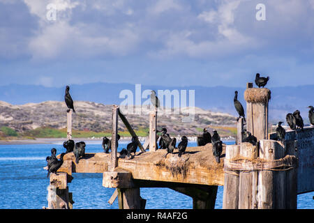 Cormorani seduto su una piattaforme in legno e posti in ingresso alla spiaggia di Moss Harbour, Monterey Bay, fascia costiera sull'Oceano Pacifico, California Foto Stock