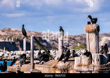 Cormorani seduto su una piattaforme in legno e posti in ingresso alla spiaggia di Moss Harbour, Monterey Bay, fascia costiera sull'Oceano Pacifico, California Foto Stock