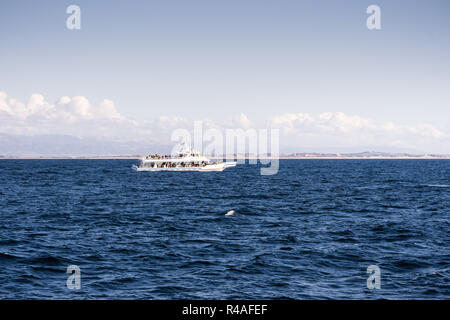 Whale watching la nave di crociera nella baia di Monterey, costa dell'Oceano Pacifico, California Foto Stock