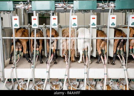 Capre nella mungitura automatizzata di linea durante il processo di mungitura Foto Stock