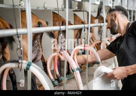 Uomo nippli di inserimento della macchina di mungitura durante il processo di mungitura presso la fattoria di capre Foto Stock