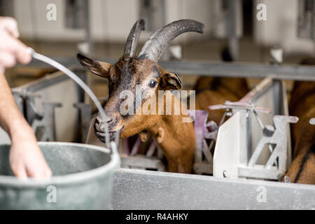 Capre di alimentazione durante il processo di mungitura alla mungitura automatizzata di linea Foto Stock
