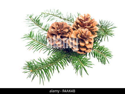 Ramo naturale di albero di Natale con i coni isolati su sfondo bianco Foto Stock