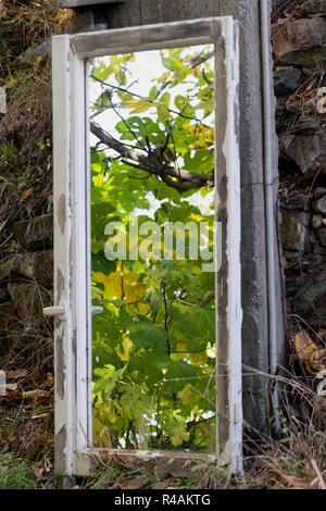 Un albero attraverso un vetro rotto,Pieria,Grecia Foto Stock