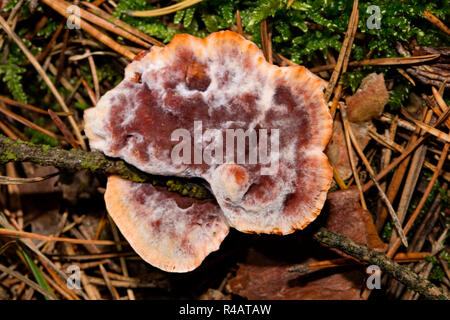 Rosso-dente di succo, (Hydnellum peckii) Foto Stock