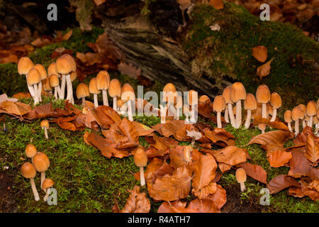 Mica cappuccio (Coprinellus micaceus) Foto Stock