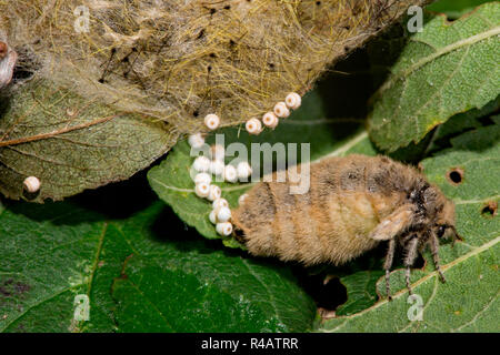 Rusty tussock moth, femmina, (Orgyia antiqua) Foto Stock