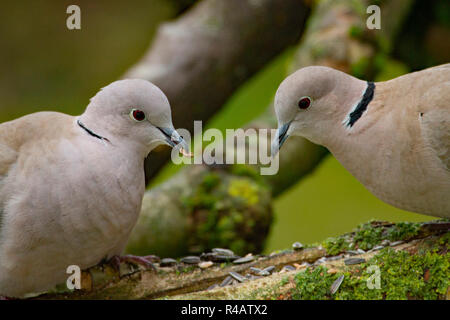 Eurasian colombe a collare (Streptopelia decaocto) Foto Stock