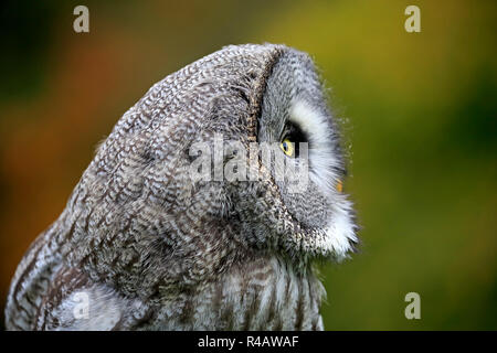 Grande Gufo grigio, adulto, Kasselburg, Eifel, Germania, Europa (Strix nebulosa) Foto Stock