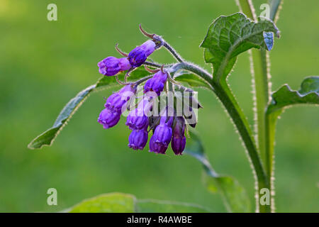 Comfrey comune, Germania, Europa (Symphytum officinale) Foto Stock