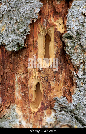 Picchio rosso maggiore, distrutto tree, Germania, Europa (Dendrocopos major) Foto Stock