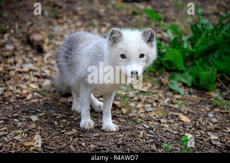 Arctic Fox, Nord America (Alopex lagopus) Foto Stock