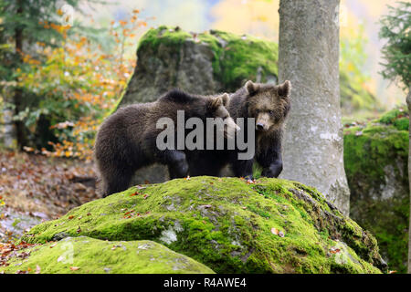 Eurasian orso bruno, youngs in autunno, il Parco Nazionale della Foresta Bavarese, Germania, Europa (Ursus arctos arctos) Foto Stock