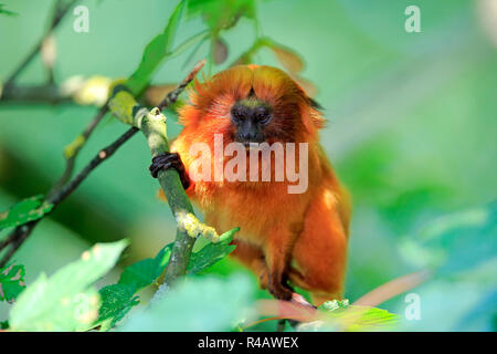 Golden Lion Marmoset, adulti su albero, Sud America (Leontopithecus rosalia) Foto Stock