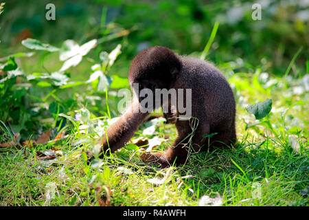 Grigio lanosi scimmia, giovani, Sud America (Lagothrix lagothricha cana) Foto Stock