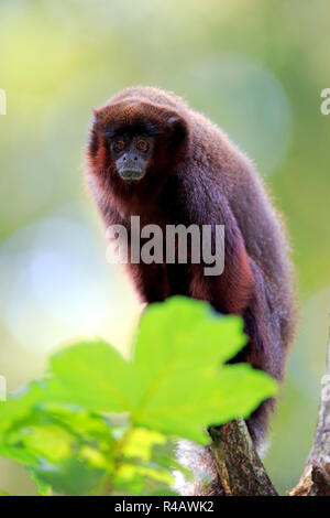 Rosso scimmia Titi, adulto, Sud America (Callicebus cupreus) Foto Stock