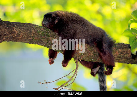 Rosso scimmia Titi, adulto, Sud America (Callicebus cupreus) Foto Stock