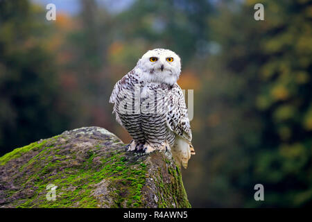 Civetta delle nevi, adulto, Kasselburg, Eifel, Germania, Europa (Nyctea scandiaca) Foto Stock