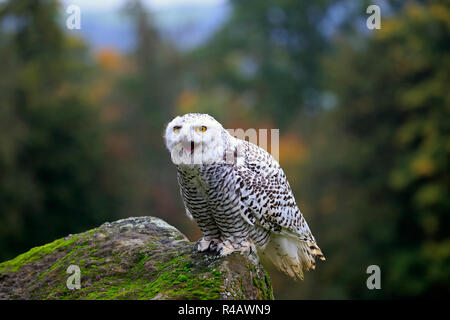 Civetta delle nevi, adulto, Kasselburg, Eifel, Germania, Europa (Nyctea scandiaca) Foto Stock