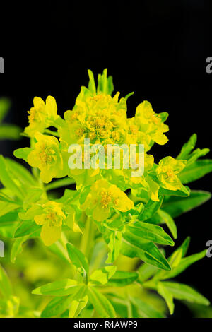 Euforbia di palude, Germania, Europa (Euphorbia palustris) Foto Stock