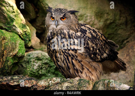 Il gufo reale, adulto, Parco Nazionale della Foresta Bavarese, Germania, Europa (Bubo bubo) Foto Stock