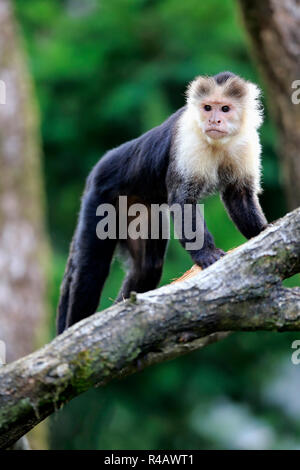 Testa bianca Cappuccini, adulto, Sud America, (Cebus capucinus) Foto Stock