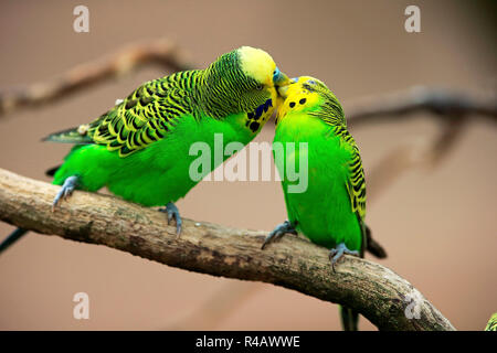 Budgerigar, adulto giovane, Australia (Melopsittacus undulatus) Foto Stock